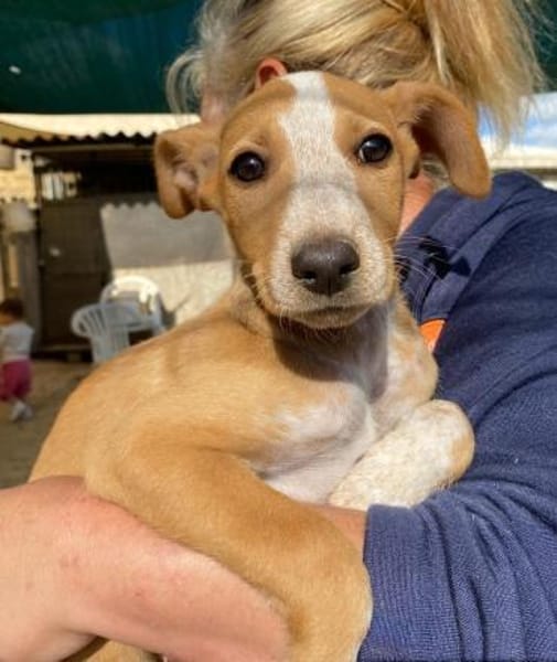 Oriana im Tierheim Ransbach-Baumbach