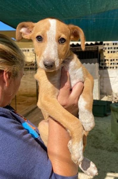 Oriana im Tierheim Ransbach-Baumbach