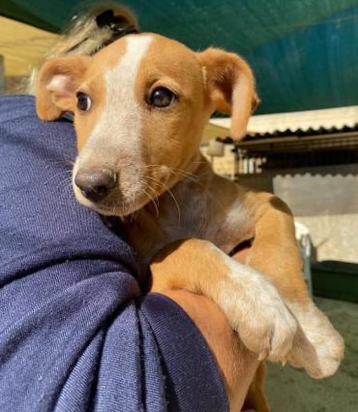 Oriana im Tierheim Ransbach-Baumbach