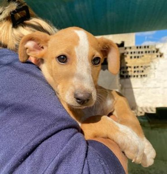 Oriana im Tierheim Ransbach-Baumbach