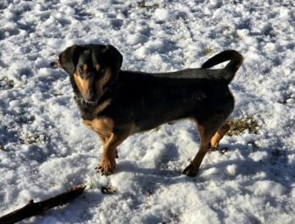 HERMANN - geb. ca. 01/2024 - Dackel Mix