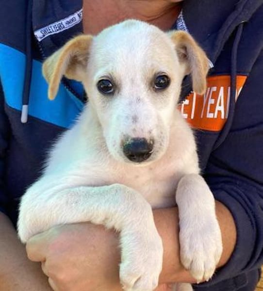 Otis im Tierheim Ransbach-Baumbach