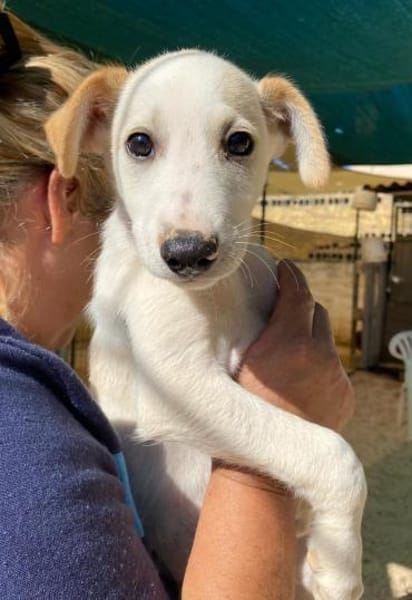 Otis im Tierheim Ransbach-Baumbach