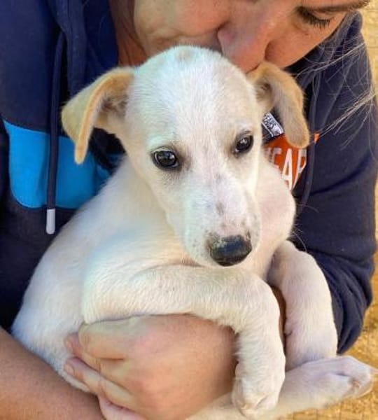 Otis im Tierheim Ransbach-Baumbach