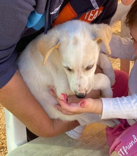Otis im Tierheim Ransbach-Baumbach