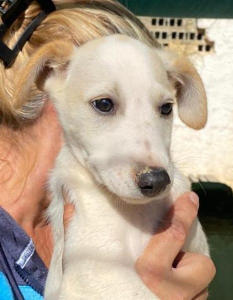 Otis im Tierheim Ransbach-Baumbach