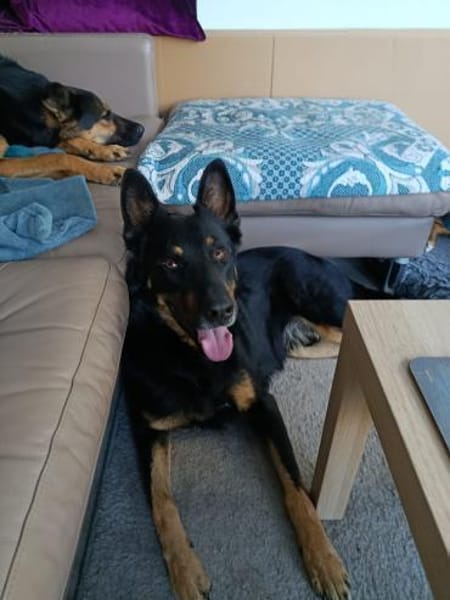 Jafar sportlich mit großem ❤ sucht