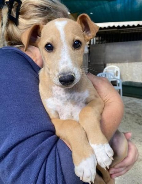 Olmo im Tierheim Ransbach-Baumbach