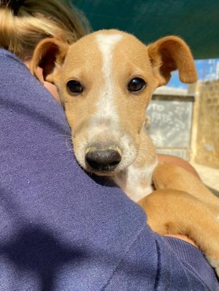 Olmo im Tierheim Ransbach-Baumbach