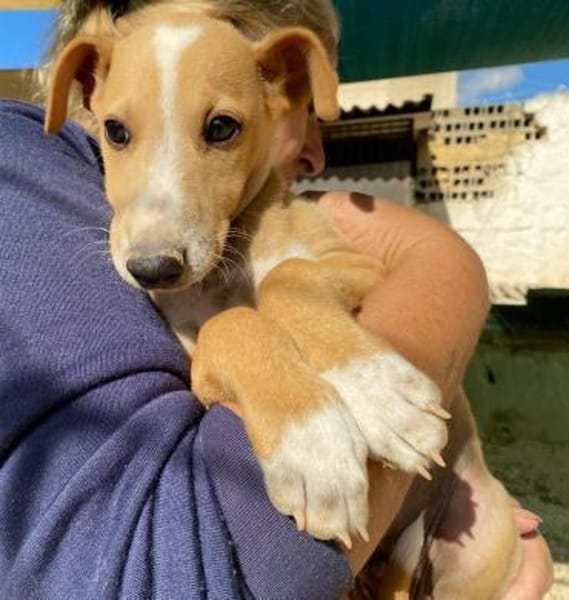 Olmo im Tierheim Ransbach-Baumbach