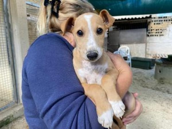Olmo im Tierheim Ransbach-Baumbach