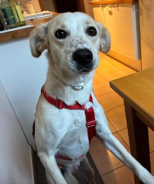 Morgana, Pflegestelle in Bayern