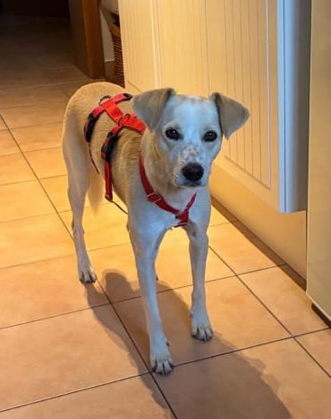 Morgana, Pflegestelle in Bayern