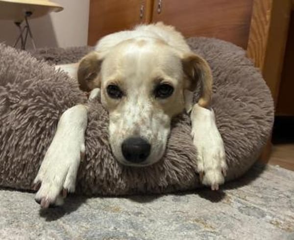 Morgana, Pflegestelle in Bayern