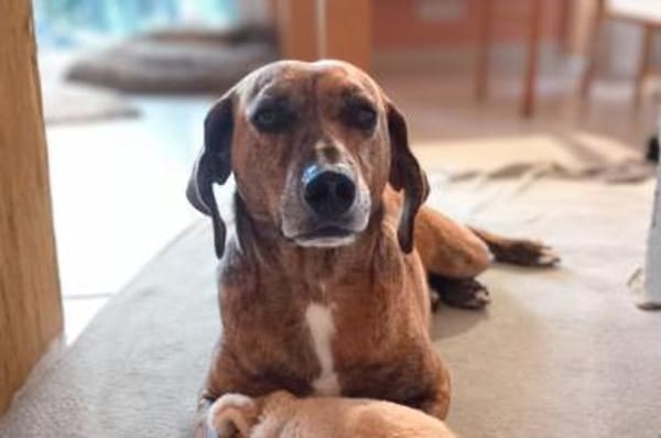 Romeo - wartet in 78315 Radolfzell