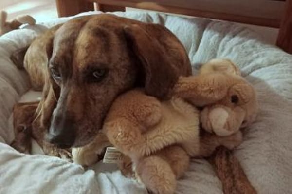 Romeo - wartet in 78315 Radolfzell