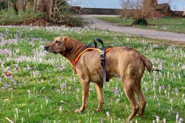 Romeo - wartet in 78315 Radolfzell