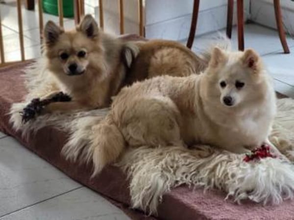 Roma sehnt sich nach Geborgenheit