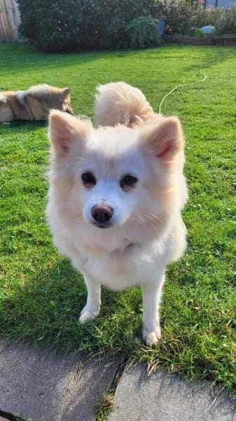 Roma sehnt sich nach Geborgenheit