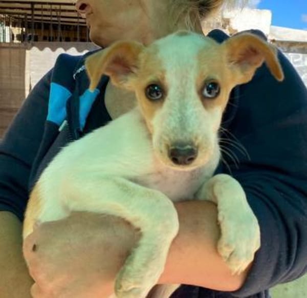 Orietta im Tierheim Ransbach-Baumbach