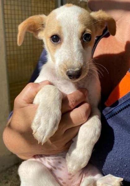 Orietta im Tierheim Ransbach-Baumbach