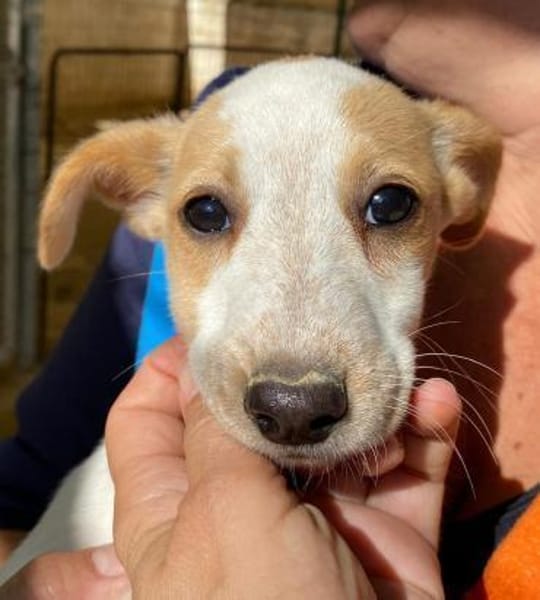 Orietta im Tierheim Ransbach-Baumbach