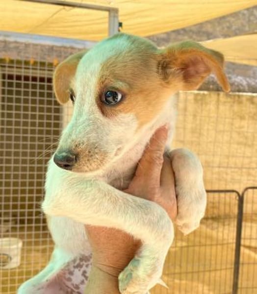 Orietta im Tierheim Ransbach-Baumbach
