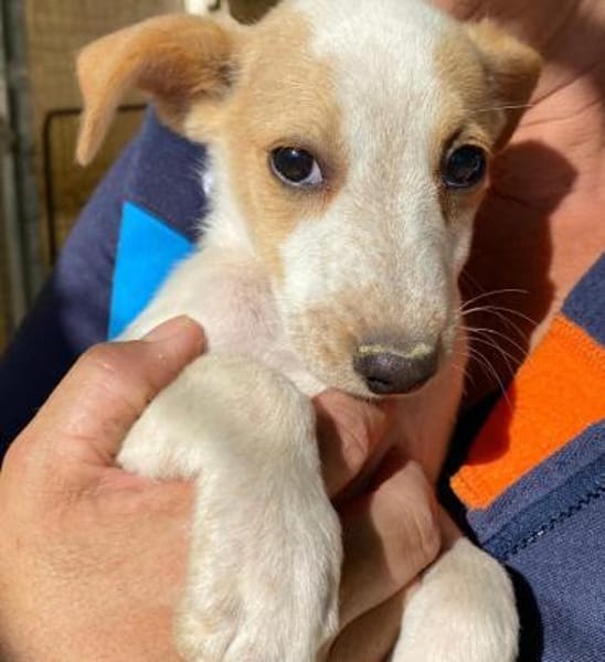 Orietta im Tierheim Ransbach-Baumbach