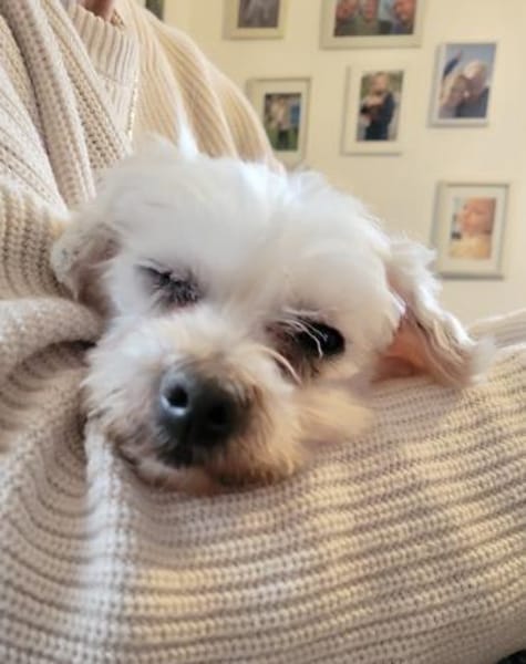 Bolte  in 47506 Neukirchen-Vlyn