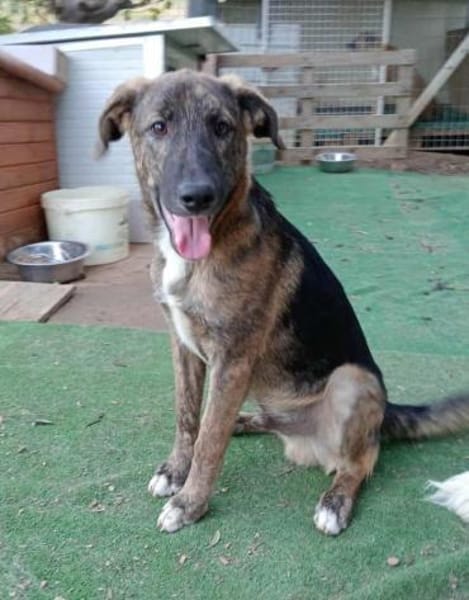 Belvino in der Tierherberge Donzdorf