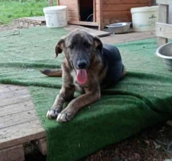 Belvino in der Tierherberge Donzdorf