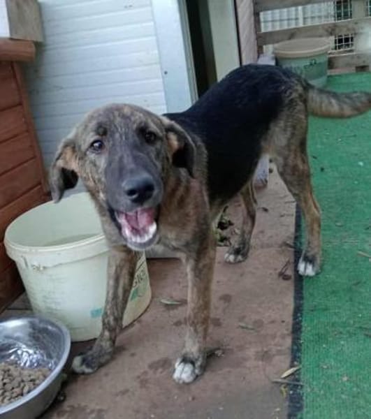 Belvino in der Tierherberge Donzdorf