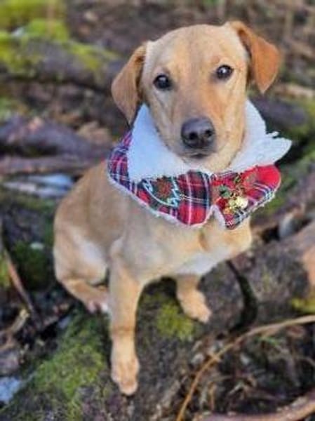 DEBBIE - geb. ca. 11/2023 - Mischling