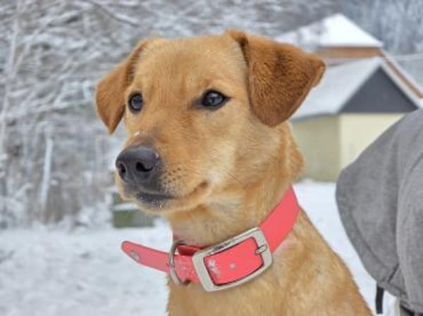 DEBBIE - geb. ca. 11/2023 - Mischling