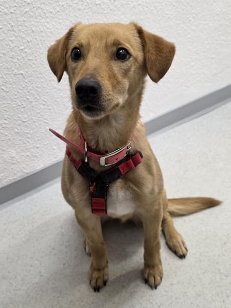 DEBBIE - geb. ca. 11/2023 - Mischling