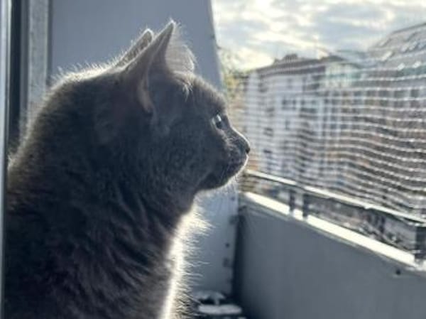 Belle sucht liebevolles Zuhause