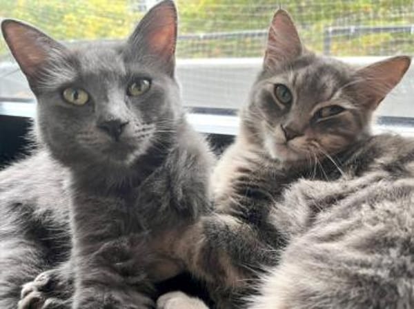 Belle sucht liebevolles Zuhause