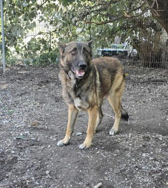 Max, schöner Schäferhund sucht Zuhause