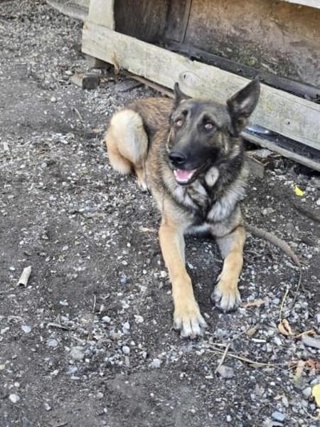 Max, schöner Schäferhund sucht Zuhause