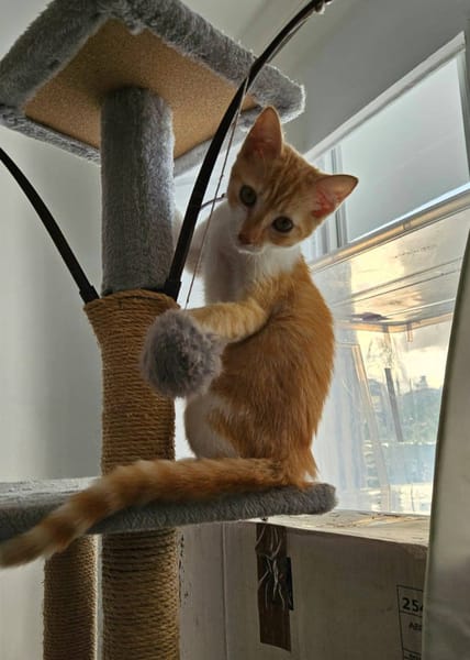 🐾  Bennington, femelle X européen née le 05/09/2025 🐱