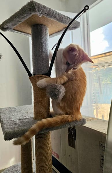 🐾  Bennington, femelle X européen née le 05/09/2025 🐱