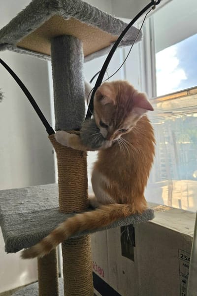 🐾  Bennington, femelle X européen née le 05/09/2025 🐱