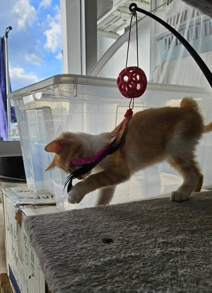 🐾  Bennington, femelle X européen née le 05/09/2025 🐱