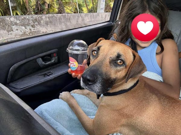 Soly, femelle croisée berger, née le 01/05/2024