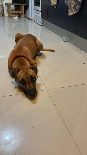 Soly, femelle croisée berger, née le 01/05/2024