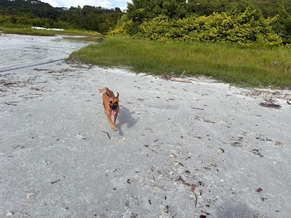 Soly, femelle croisée berger, née le 01/05/2024
