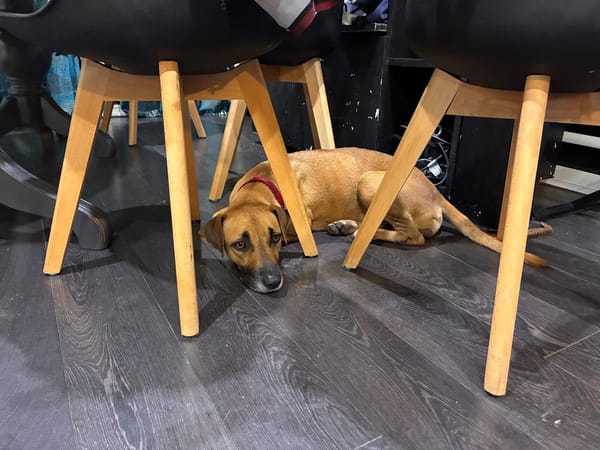 Soly, femelle croisée berger, née le 01/05/2024