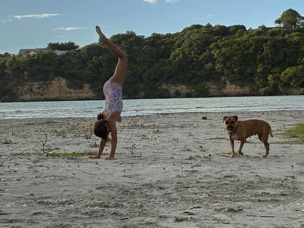 Soly, femelle croisée berger, née le 01/05/2024