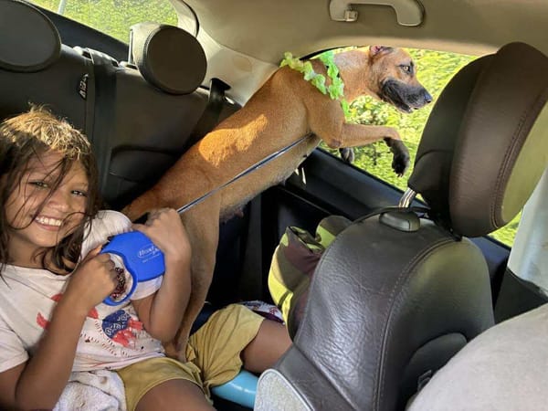 Soly, femelle croisée berger, née le 01/05/2024