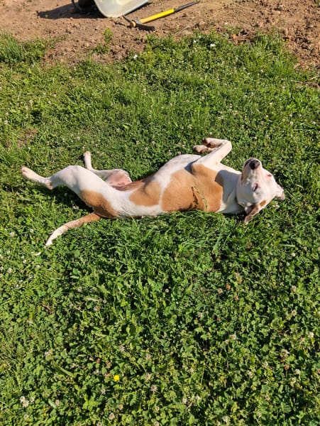 Romy, femelle, X Berger, née le 02/10/2022